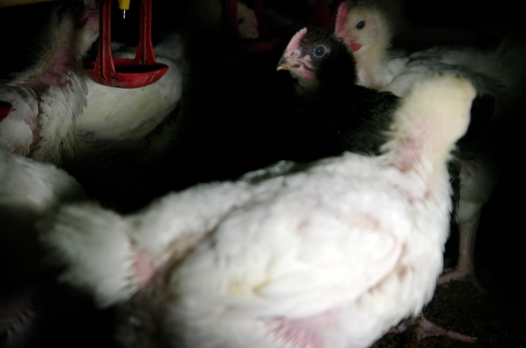 Black little Mogwai in the broiler chicken farm.