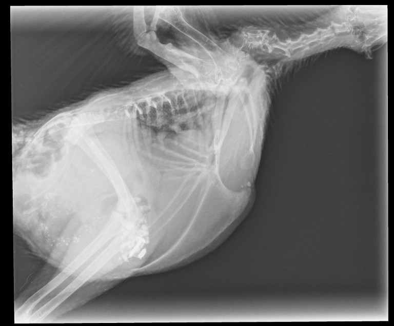 Bobs for dogs x ray online
