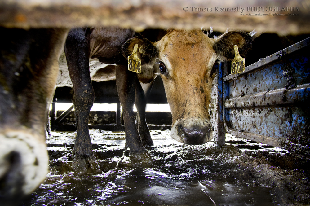 The Dairy Industry » Tamara Kenneally Photography