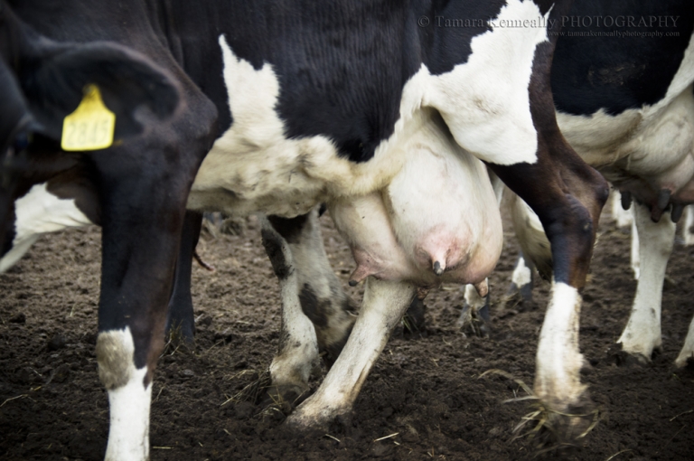 A dairy cow in an abattoir holding paddock with an engorged and painful udder. She hasn't been fed for quite some time.