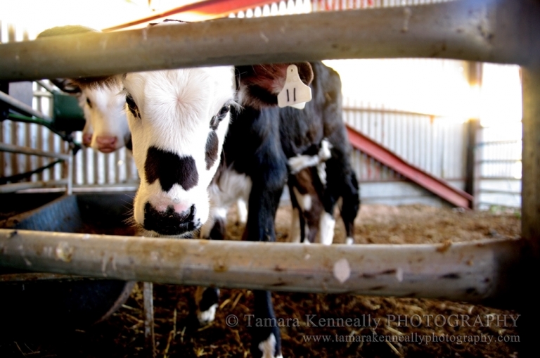 A bobby calf without his mother.