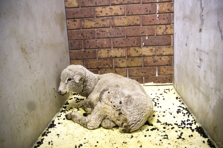 Elsie in her pen at the vets.