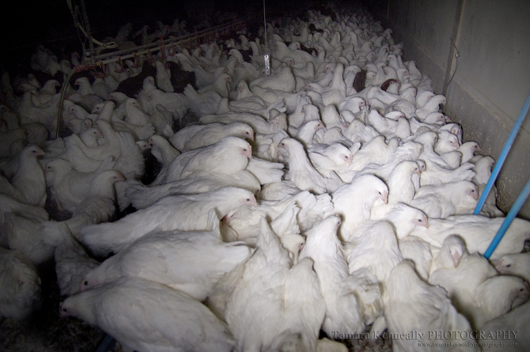 In the pullet shed.