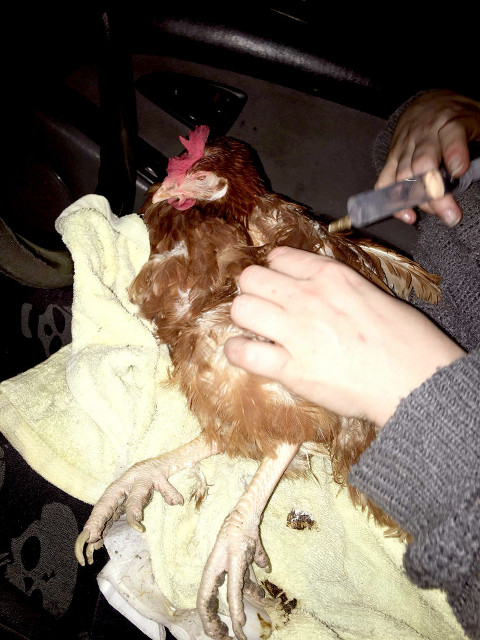 14012742_10153907285953174_2080156375_o