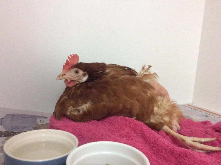 14045298_10209115159051126_313139265_o