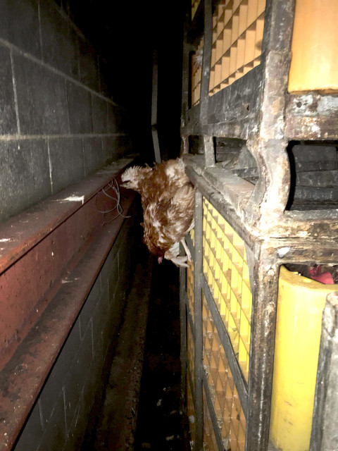 14074548_10153907285888174_1252158866_o