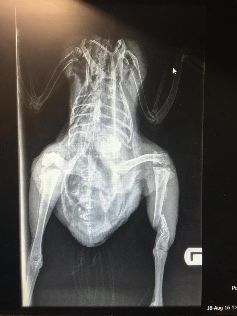 14075154_10153910240778174_1233221065_o