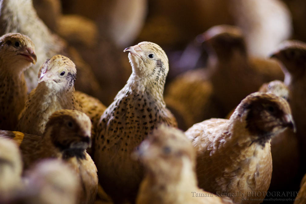 raising quail